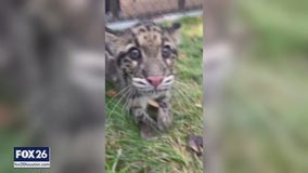 Furry friends, and an extended Emergency Gear Test | Forecasting With Friends