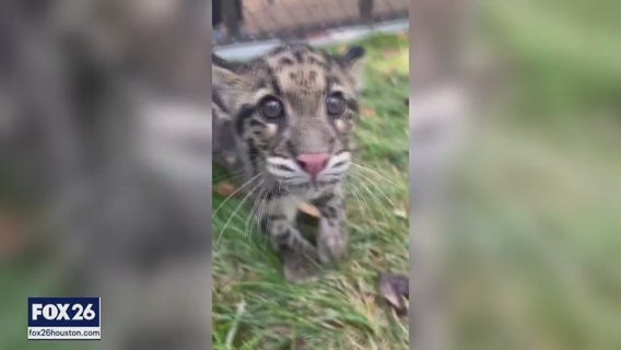 Furry friends, and an extended Emergency Gear Test | Forecasting With Friends