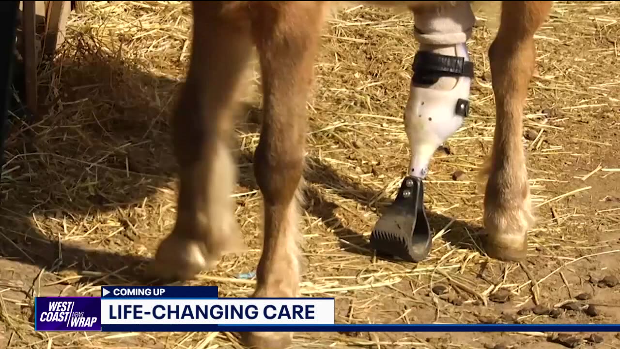 Farm in Washington creates prosthetics for animals | West Coast Wrap