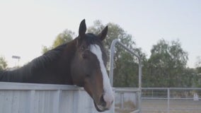 Former racehorses up for adoption