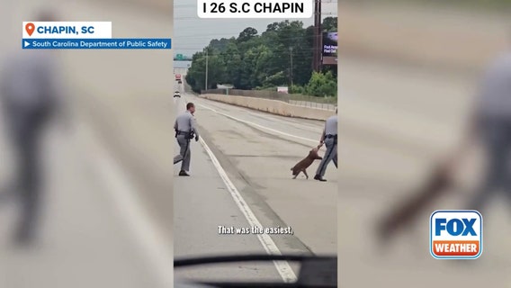 Watch: South Carolina troopers lasso runaway pig on busy interstate
