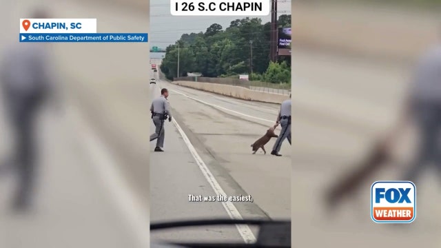 Watch: South Carolina troopers lasso runaway pig on busy interstate