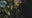 ‘Three sisters planting’ method