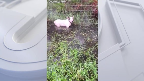 Dog rescued by troopers on I-75 ahead of Hurricane Milton not reunited with family despite rumors: LCHS