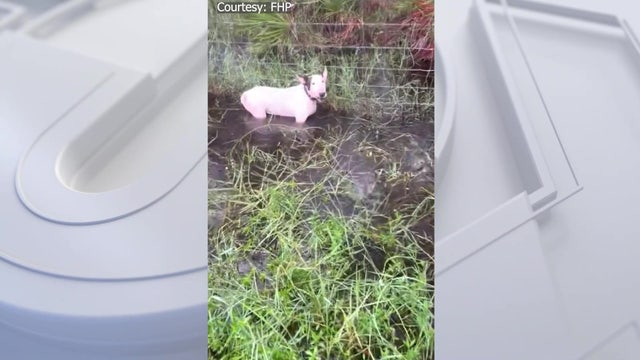 Dog rescued by troopers on I-75 ahead of Hurricane Milton not reunited with family despite rumors: LCHS