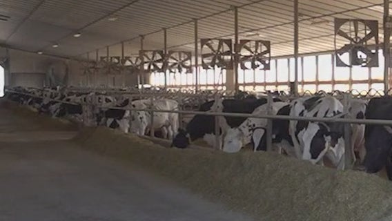 Dairy tariffs pressure trade partners, worry farmers
