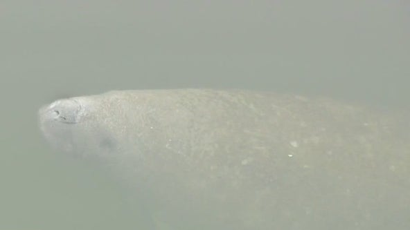 Charley’s World | TECO’s Manatee Viewing Center