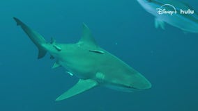 Sharkfest returns on National Geographic