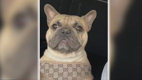 Dog dies after Sugar Land boarders leave him outside in 100-degree heat