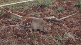 Rats being trained to clear mines, find survivors