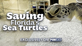 Saving Florida's Sea Turtles