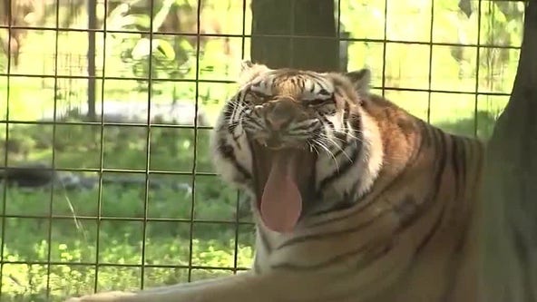 Big Cat Rescue, featured in Netflix's 'Tiger King,' sold