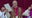 New pope elected: 1st American pope