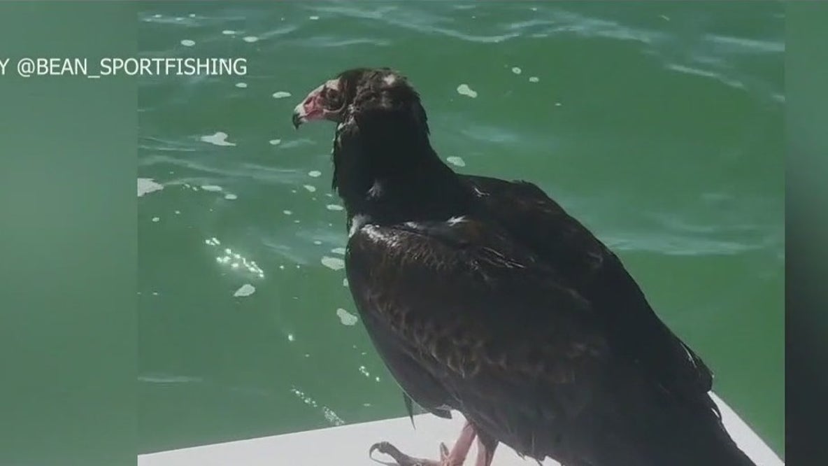 Boat captain rescues stranded vultures found off Florida keys