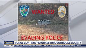 Police continue pig chase through Bucks County