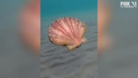 Watch: Australian diver shares surprise encounter with a swimming scallop