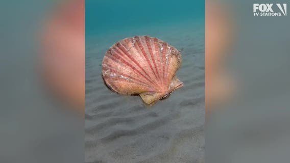 Watch: Australian diver shares surprise encounter with a swimming scallop