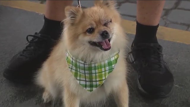 Emotional support Pomeranian named 'BoJack' loses eye after pit bull attack at Kissimmee apartment complex