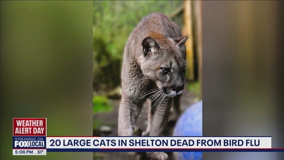 20 large cats in Shelton, WA dead from bird flu