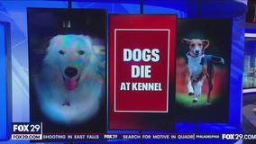 Pet owners mourn the loss of their dogs who died at Bucks County kennel