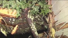 Tree smashes into woman's home as Sonoma County soaks up steady rain