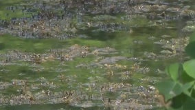 Officials try to control harmful algae on lakes
