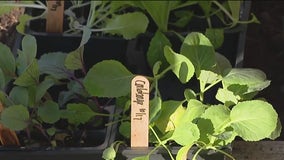 Growing kale and cabbage