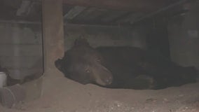 Bear cozies up under Sierra Madre home