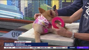 Meet Canella: Our Pet of the Day