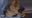 Good Day LA welcome the world's richest dog!