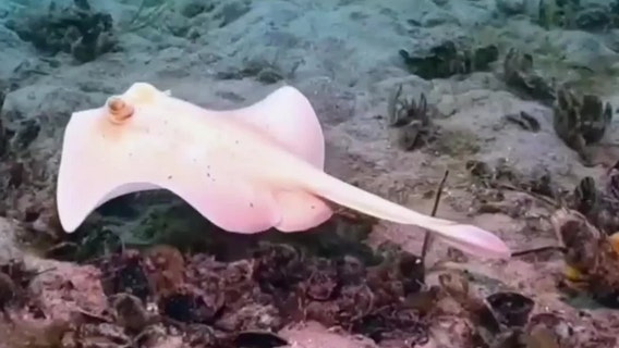Watch: Rare all-white stingaree spotted off Australian coast