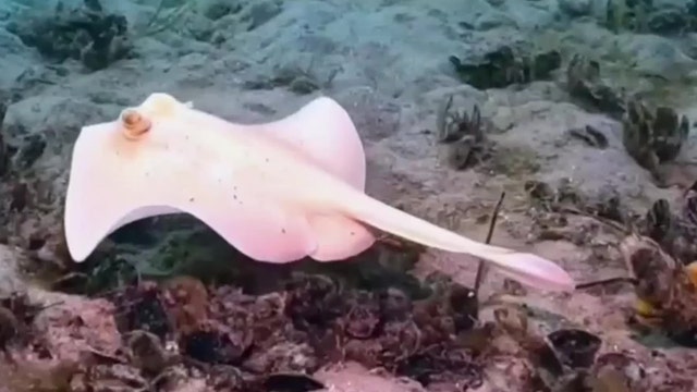 Watch: Rare all-white stingaree spotted off Australian coast