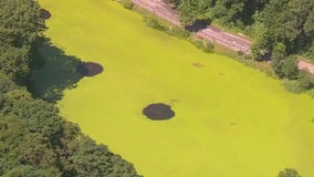 Algal bloom closes beaches, lakes across New York