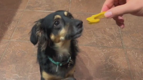 Pumpkin dog biscuits: FOX Family Feast