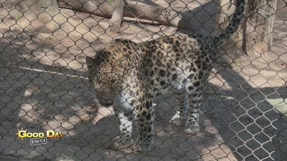 Good Day Uncut: Philadelphia Zoo - Big Cat Falls