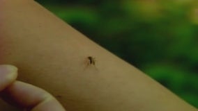 Working to keep mosquito population under control