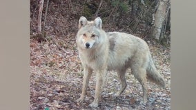 Mystery canine caught on northern MN trail cam