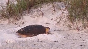 Sea turtles struggling to nest on Brevard County beaches due to beach toys, deep holes