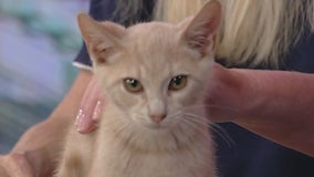 Meet Bonnie: Our Pet of the Day