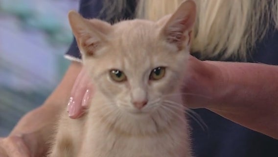 Meet Bonnie: Our Pet of the Day