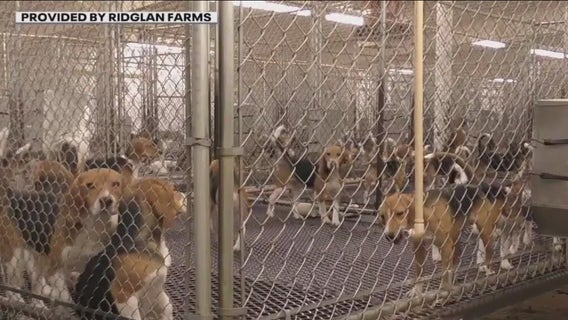 Ridglan Farms vet trying to get license back