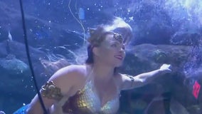 Mermaids make a splash at Sea Life at Mall of America