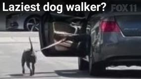 Pit bull getting walked by person inside car