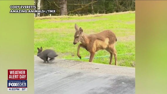 Top animal stories of 2024