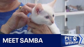 Pet of the Weekend: Samba