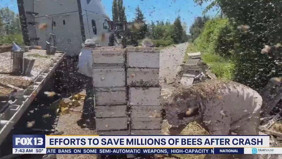 Efforts to save 250 million escaped bees after crash in WA