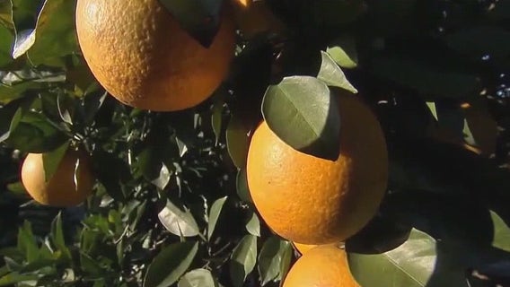 Florida citrus industry sees small boost, but historic decline continues