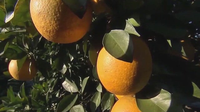 Florida citrus industry sees small boost, but historic decline continues