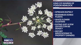 King County, WA warns of poison hemlock