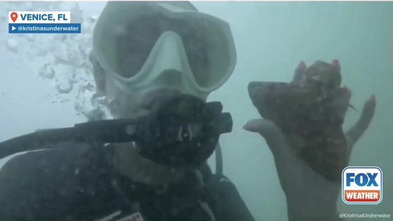 See it: Massive megalodon tooth found by diver off Florida coast